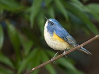 OM SYSTEM OM-1 II 野鳥セット/150-400mmTC1.25xPRO【特典付】★